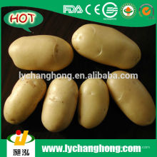 2014 Novo Fornecedor De Batata Fresca Da Colheita Da China